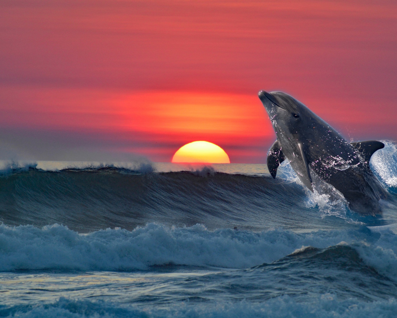 Дельфин выпрыгивает из воды на фоне заката 