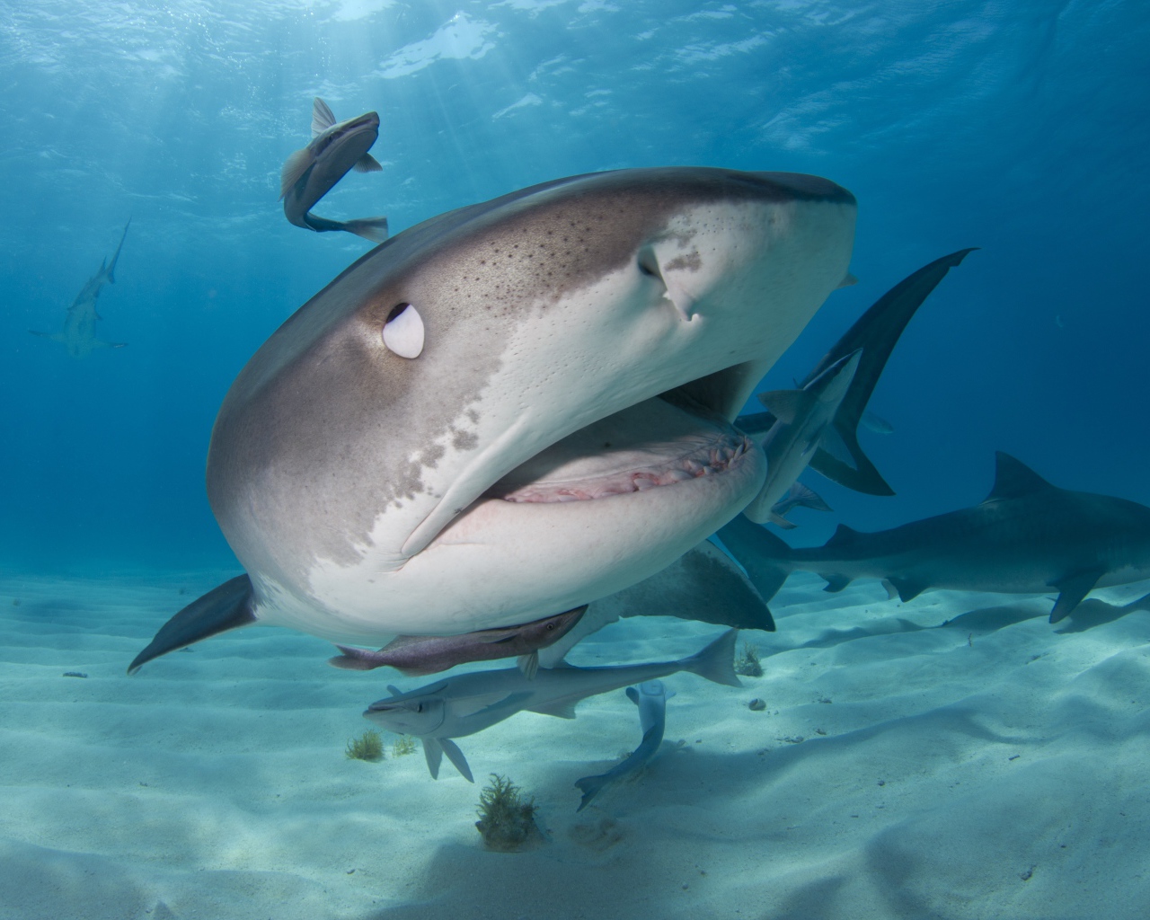 Стая больших хищных акул крупным планом