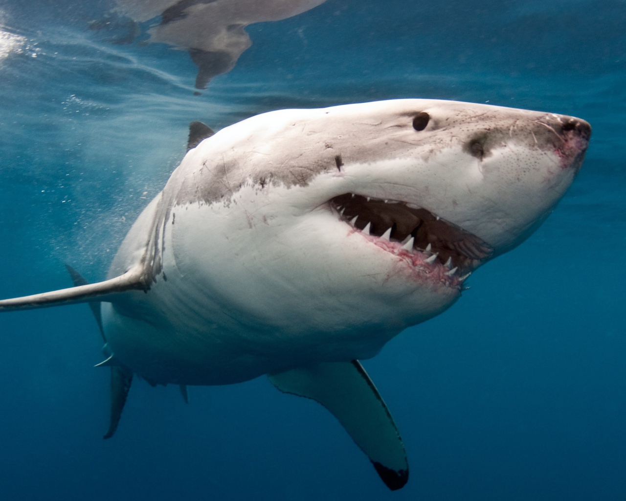Большая хищная акула с острыми зубами в воде