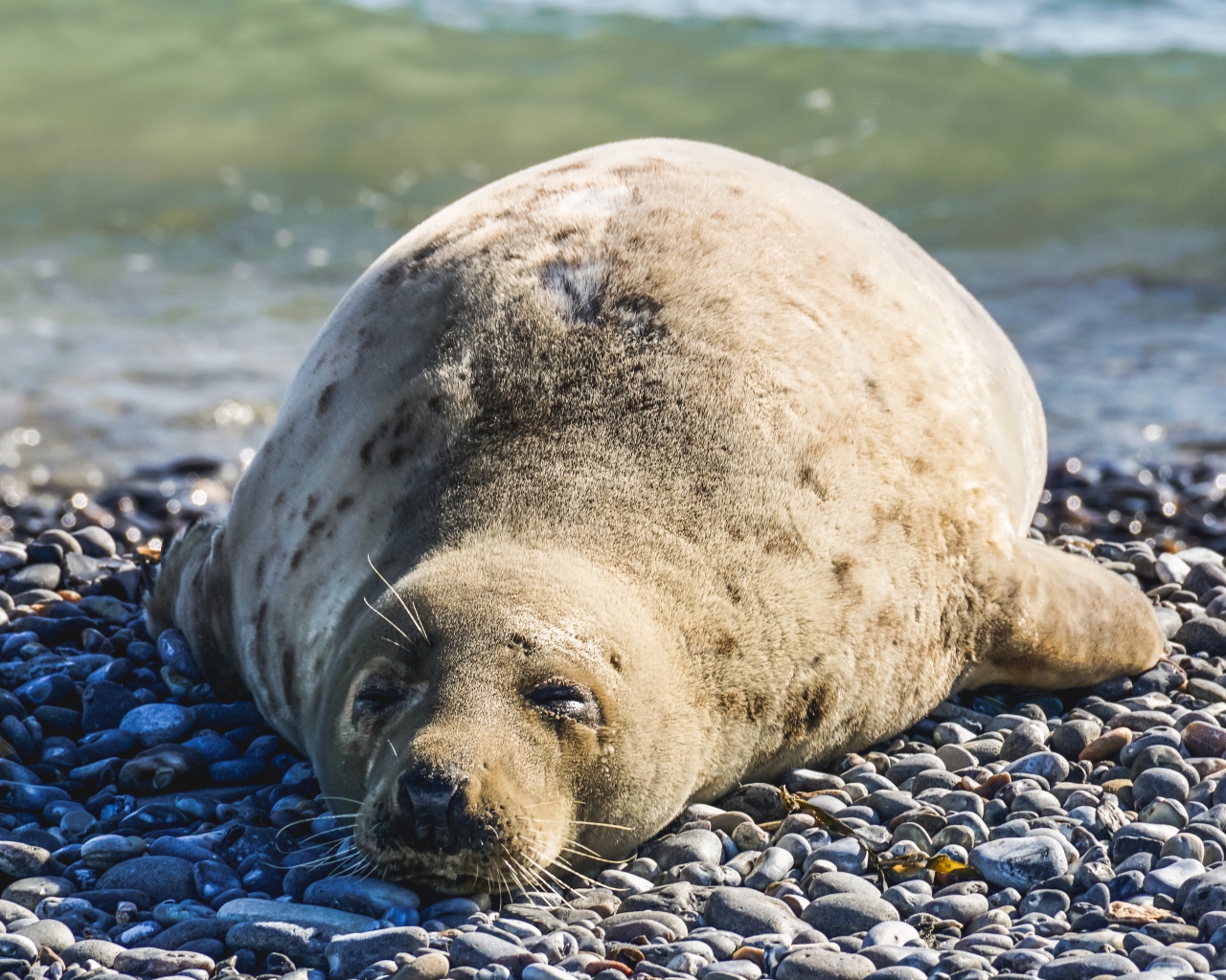 Ленивый морской котик лежит на камнях 