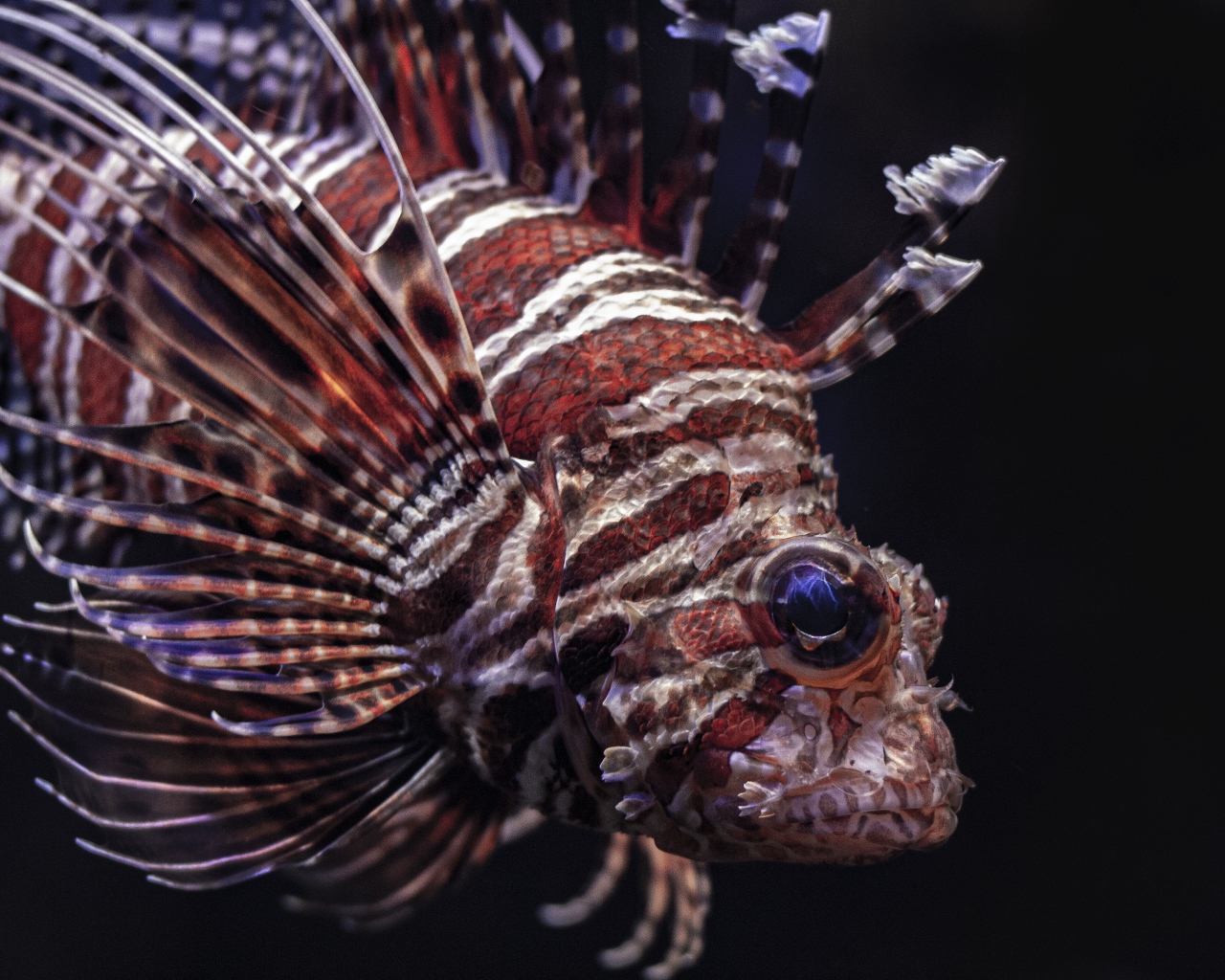 Рыба крылатка на черном фоне крупным планом 