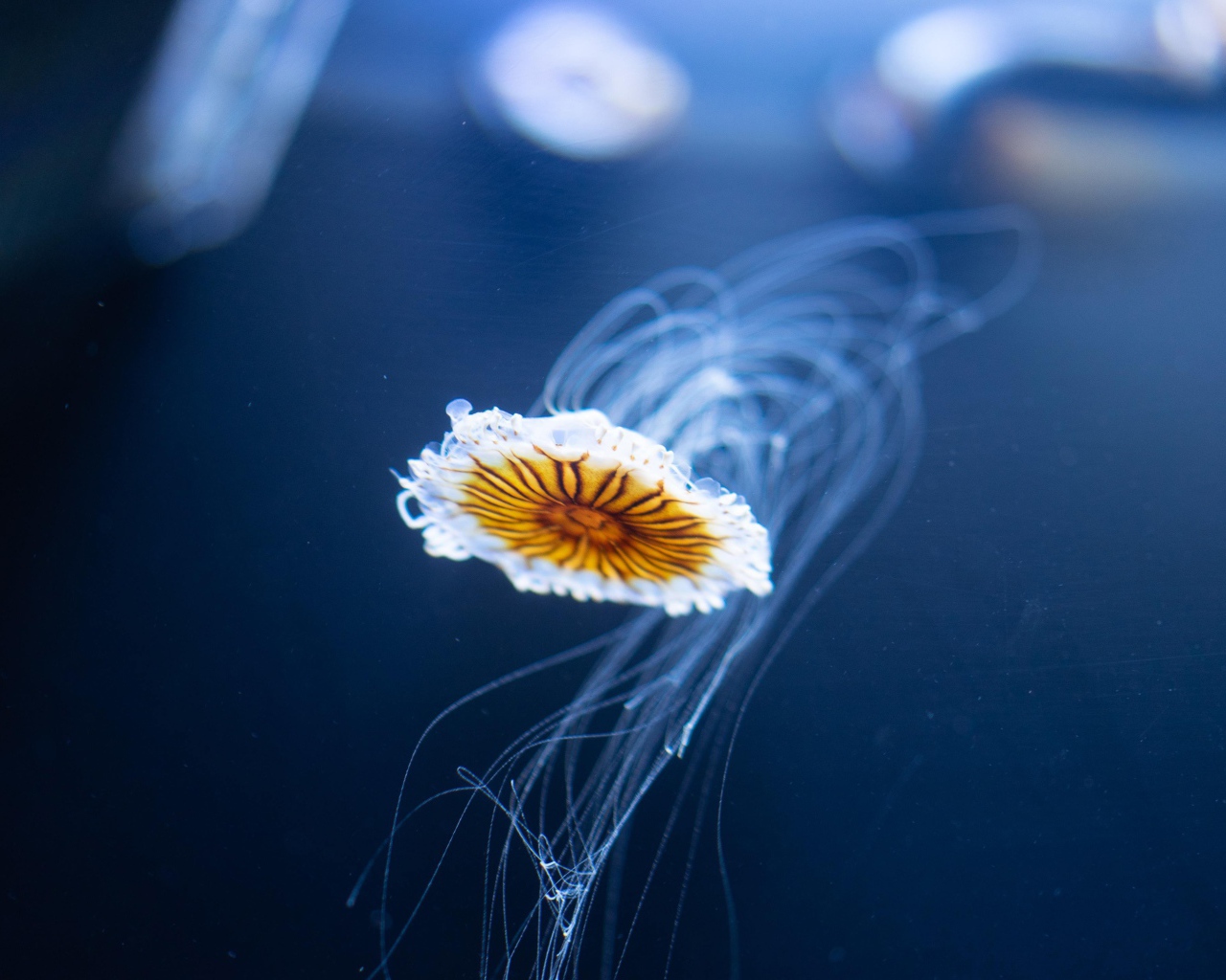 Маленькая медуза плавает в синей воде