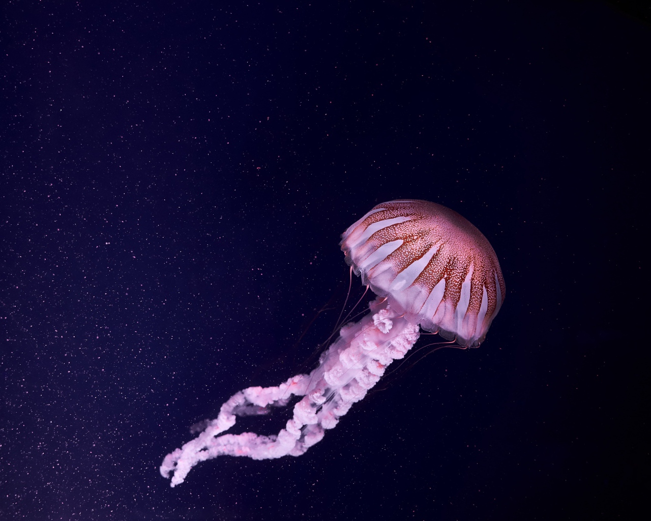 Розовая медуза в синей воде 