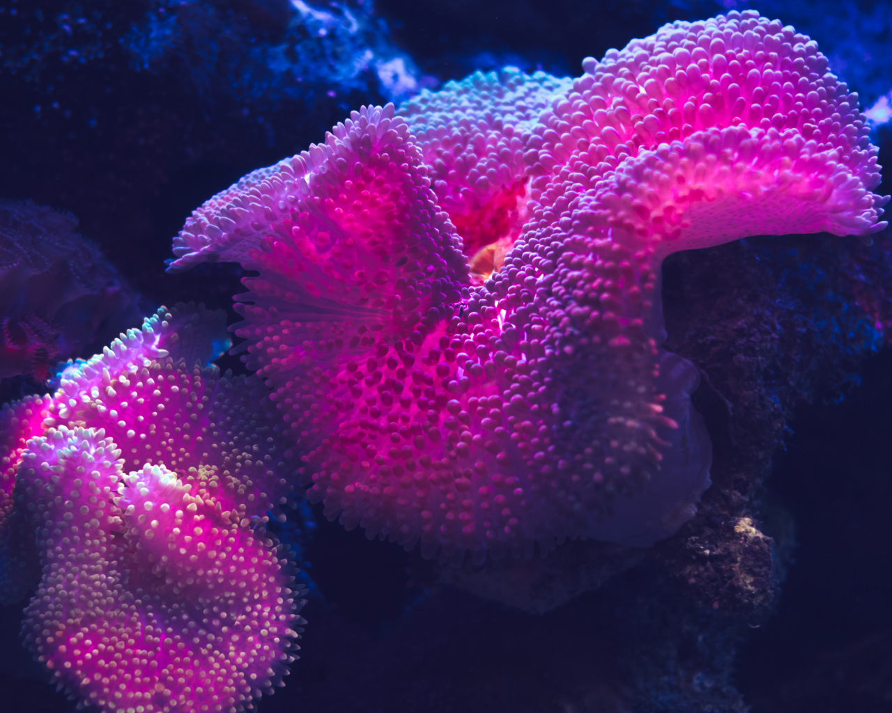 Красные кораллы в воде крупным планом