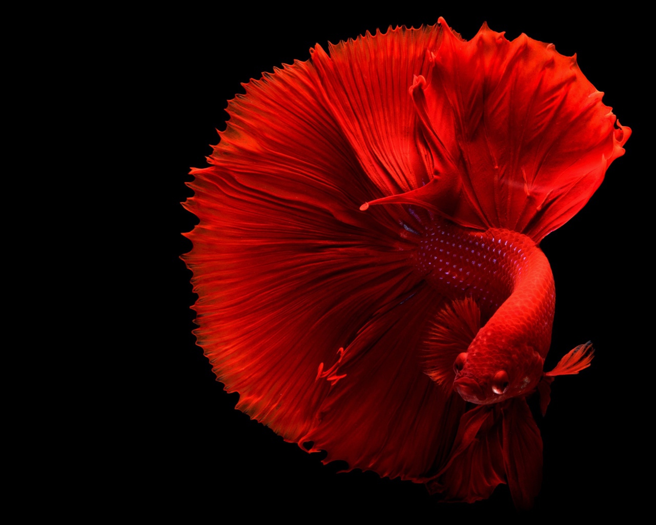 Красная рыба петушок на черном фоне