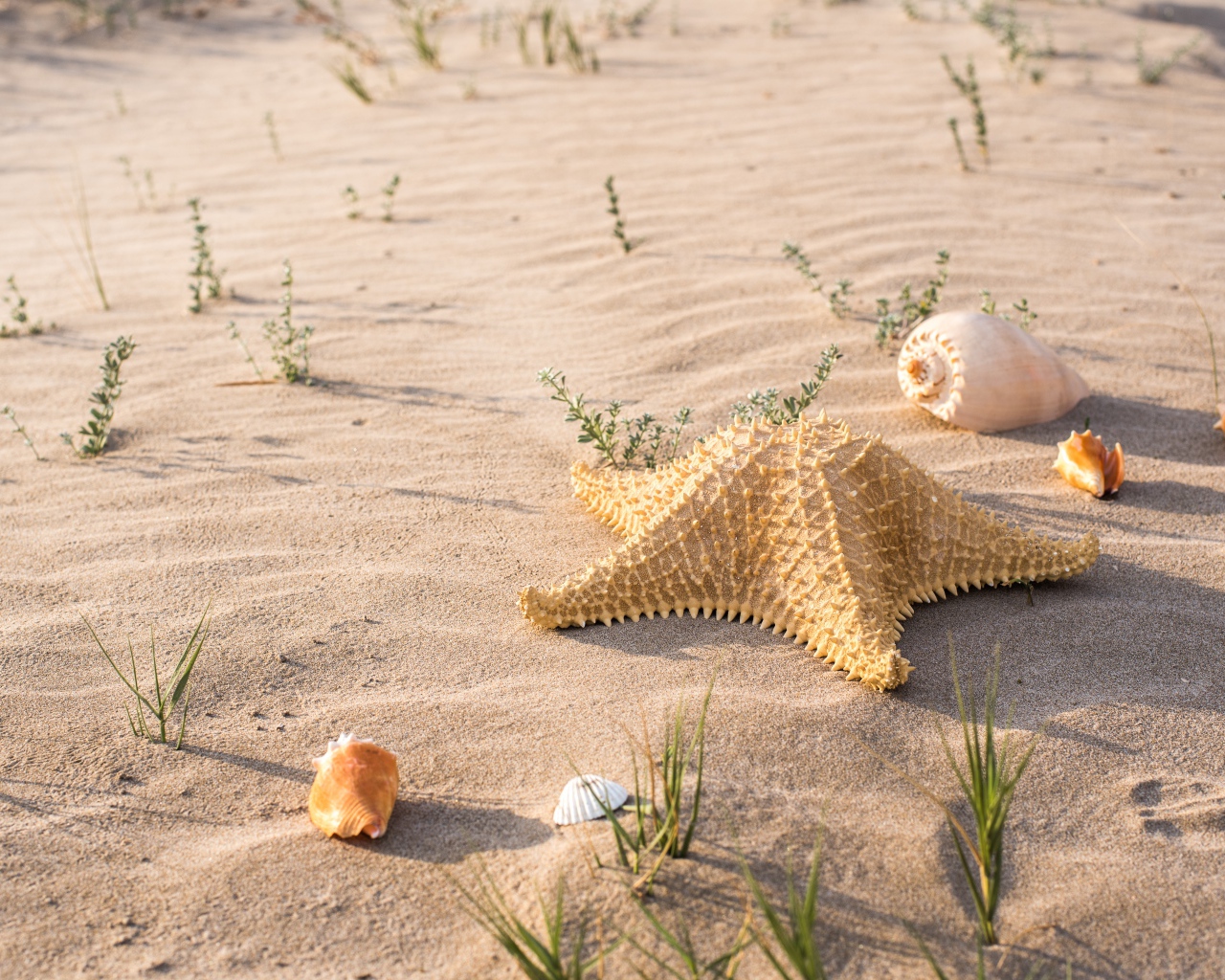 Морская звезда и ракушки на песке в лучах солнца 