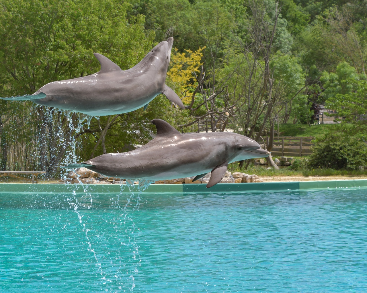 Два больших дельфина выпрыгивают из воды