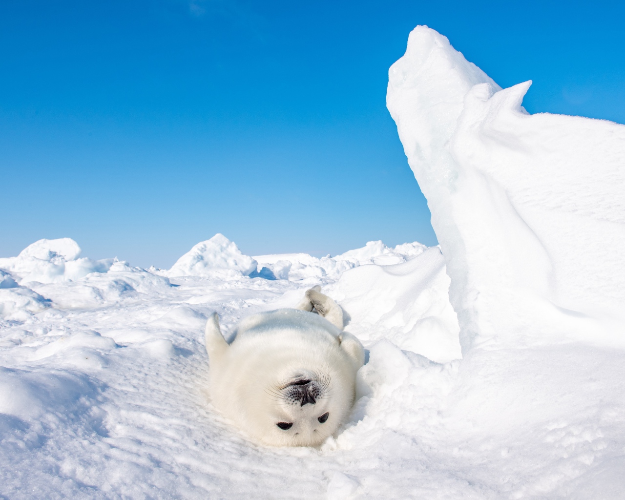 Белый детеныш тюленя лежит на снегу 