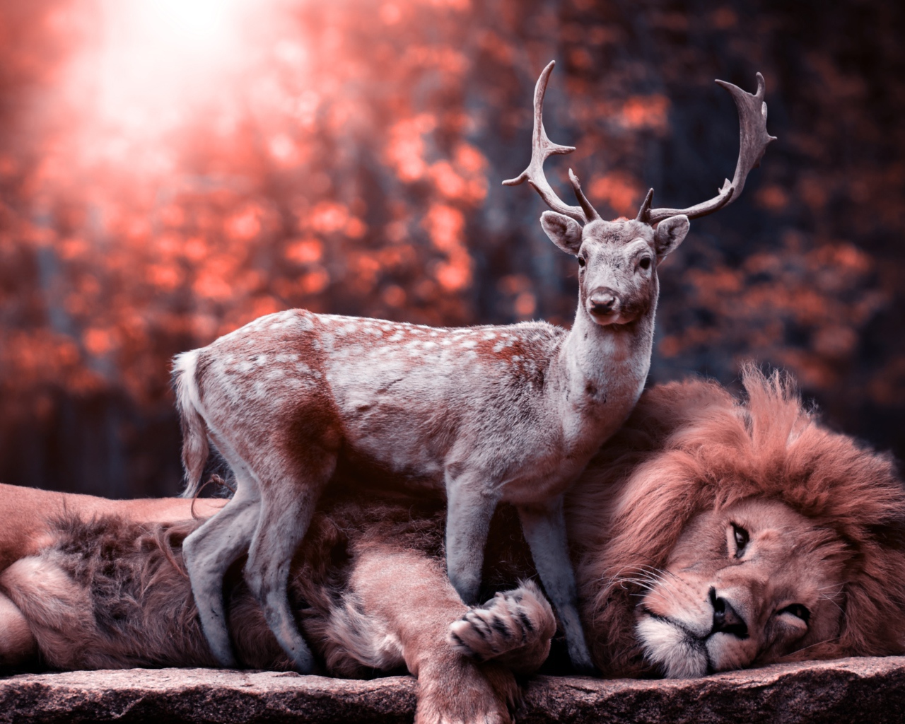 Big lion lies on the ground with a deer