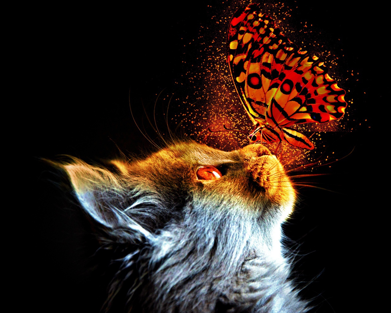 Кот с бабочкой на носу на черном фоне