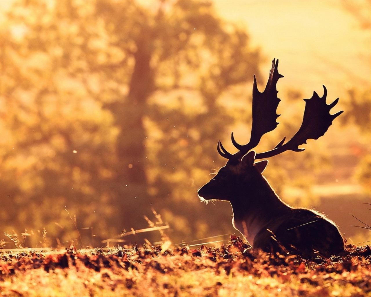 Олень с большими рогами лежит на опавшей листве