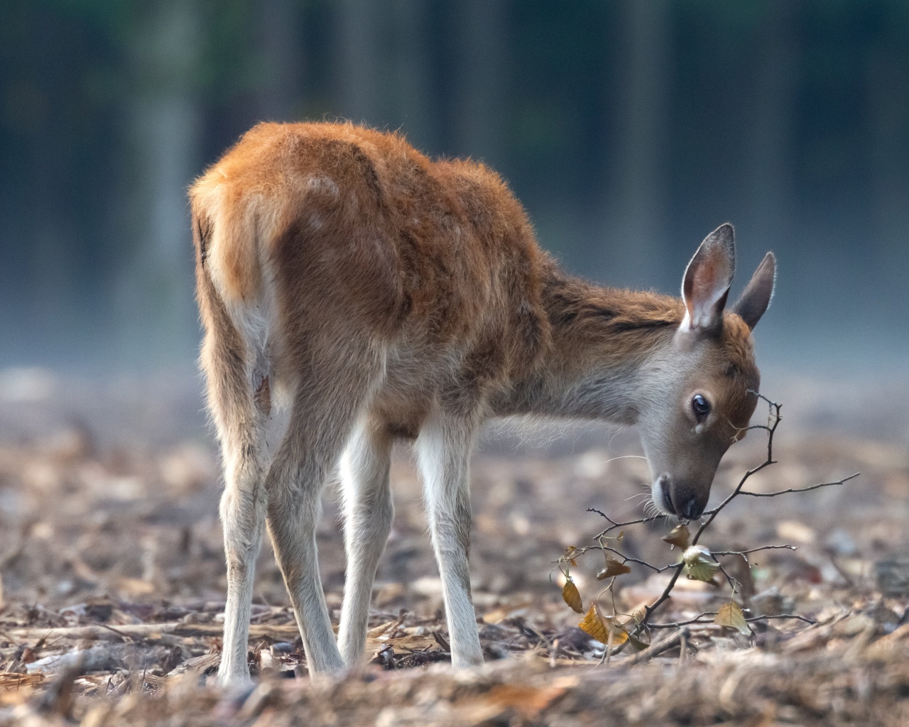 Самка оленя пасется в лесу