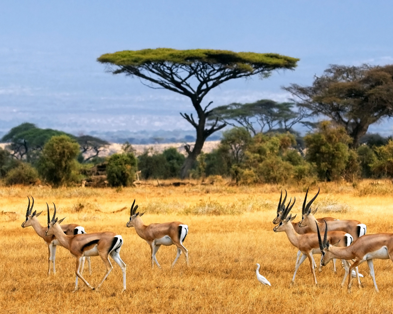 Стадо антилоп в сафари с белыми цаплями 