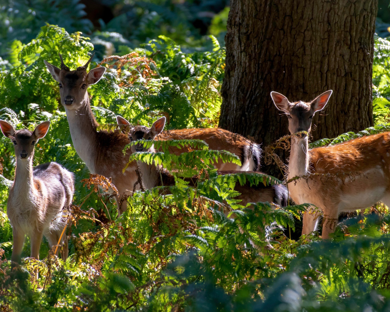 Стадо оленей у дерева в зарослях