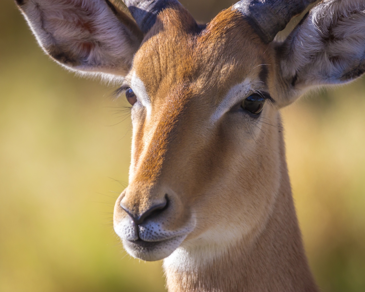 Морда антилопы крупным планом 