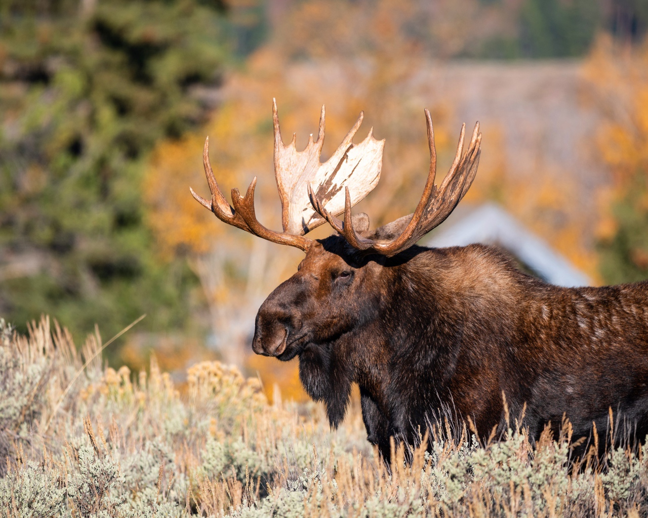 Бородатый лось с большими рогами