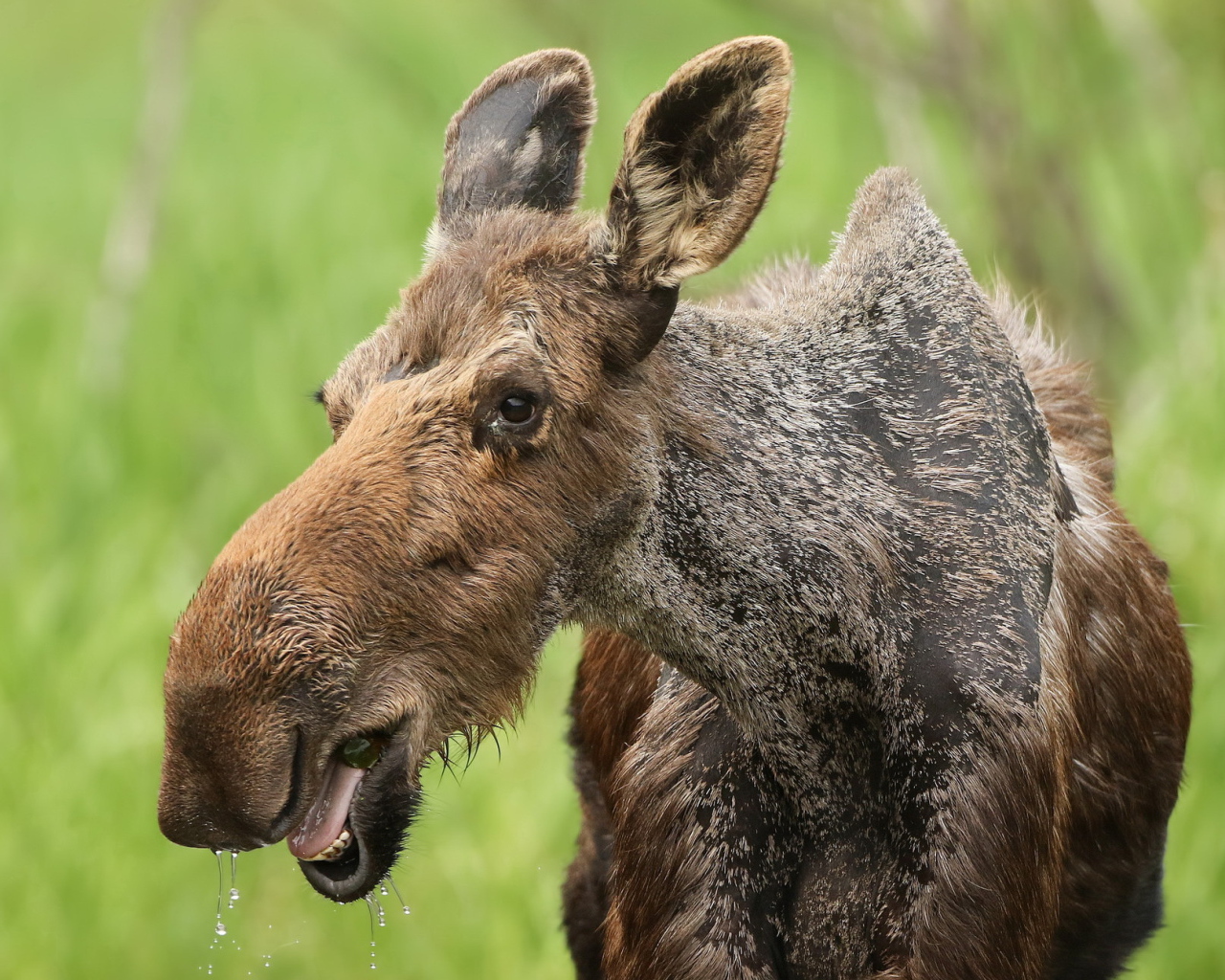 Большой лось у водопоя