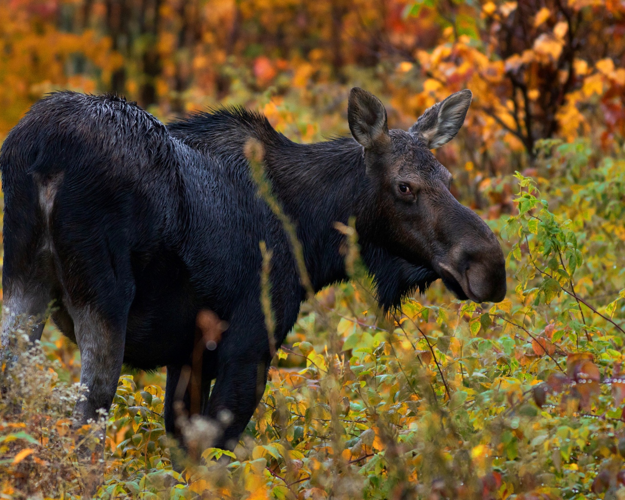 Большой лось гуляет по лесу