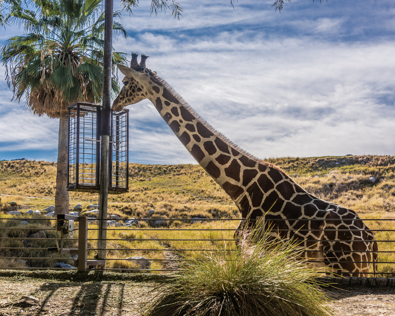 Большой жираф на фоне голубого неба 