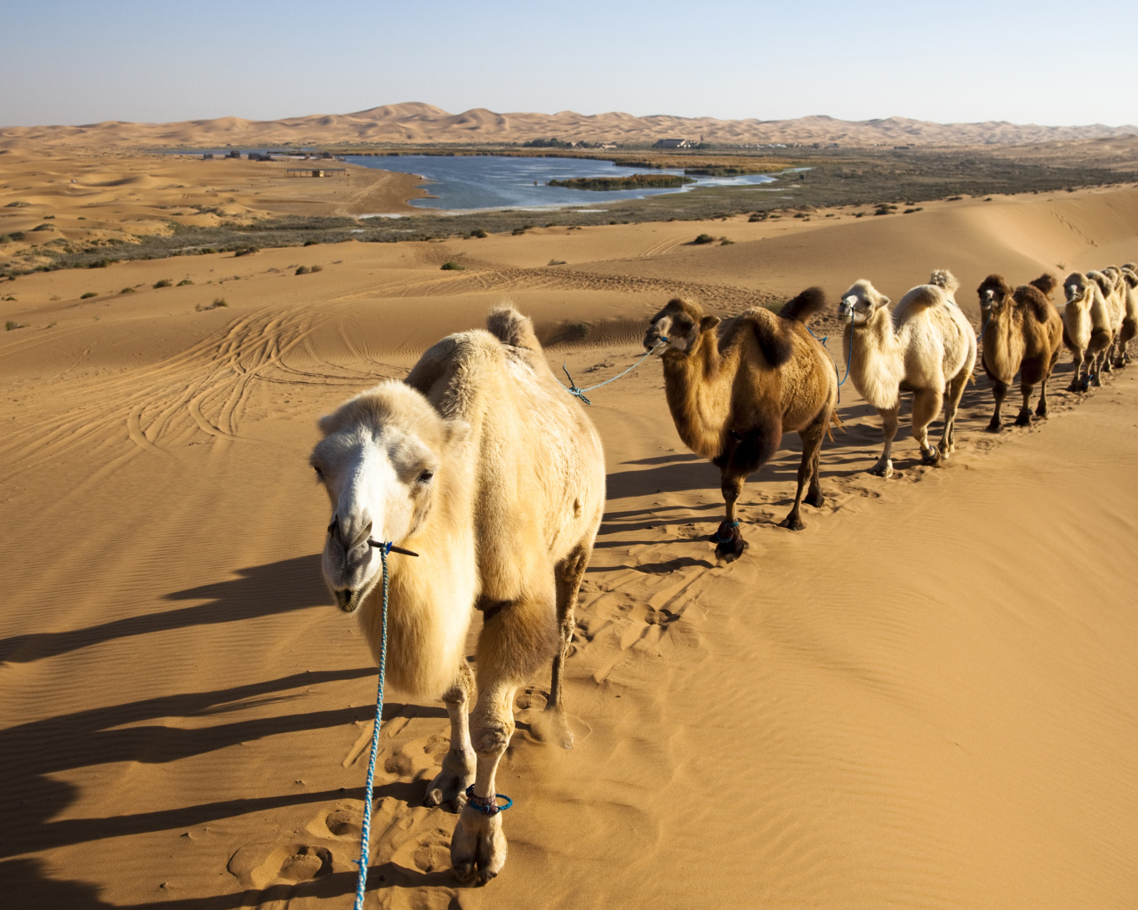 Караван верблюдов идет по жаркой пустыне