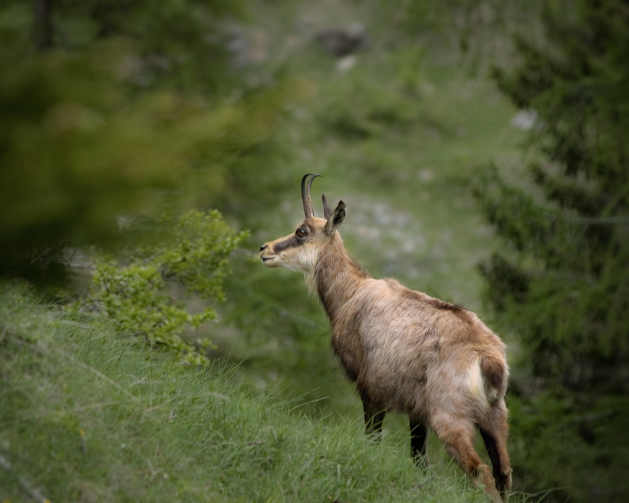 Серна гуляет по зеленой траве 