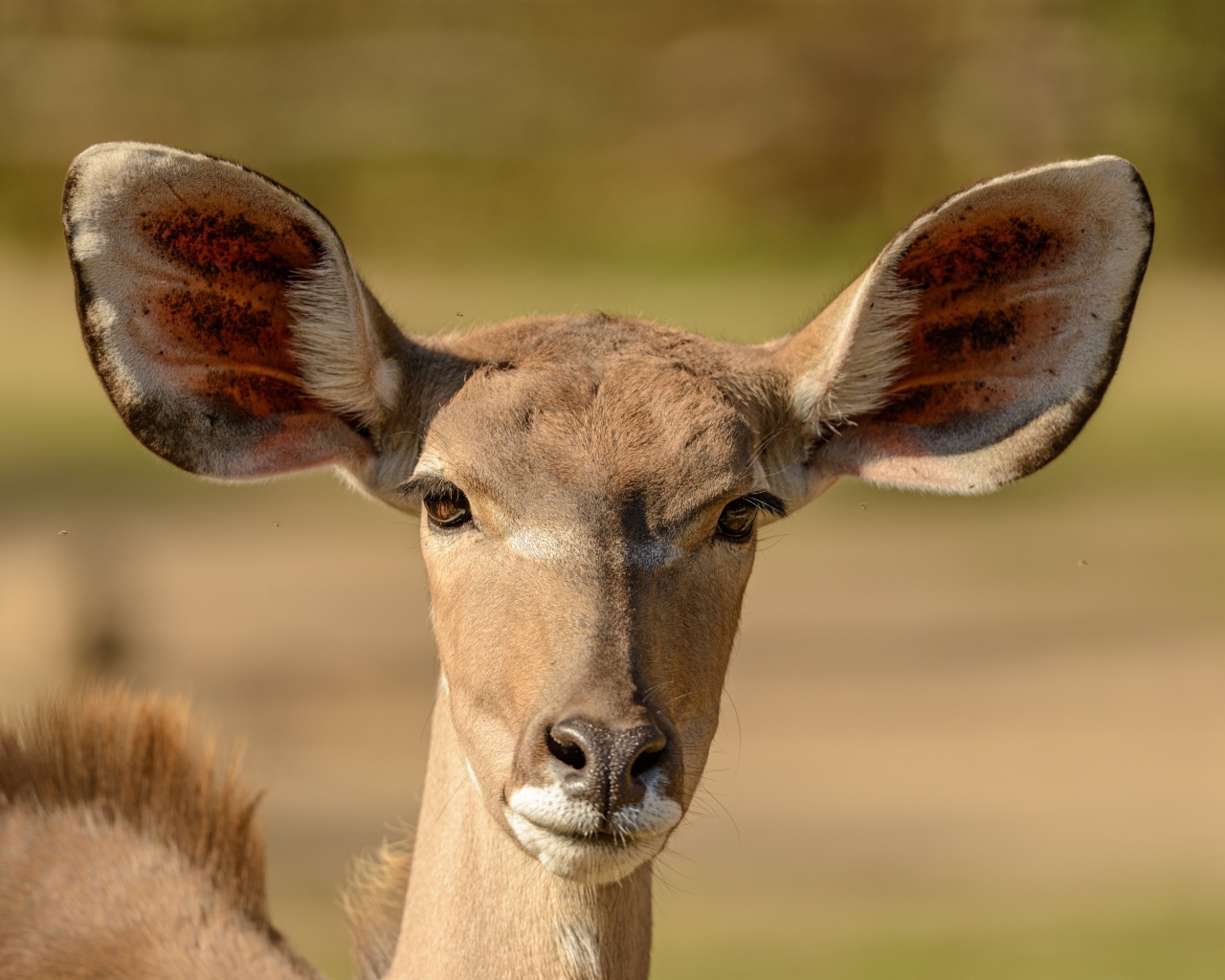 Морда антилопы с большими ушами крупным планом