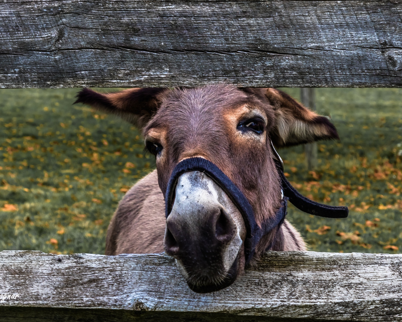 Любопытный осел в загородке