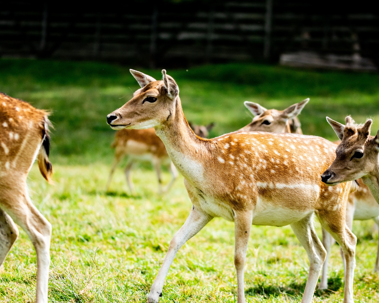 Олени пасутся в загоне на зеленой траве