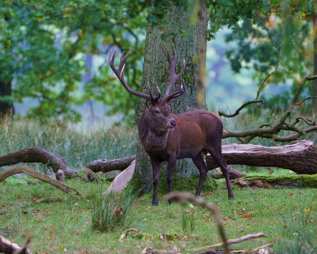 Олень с большими рогами в лесу у дерева 