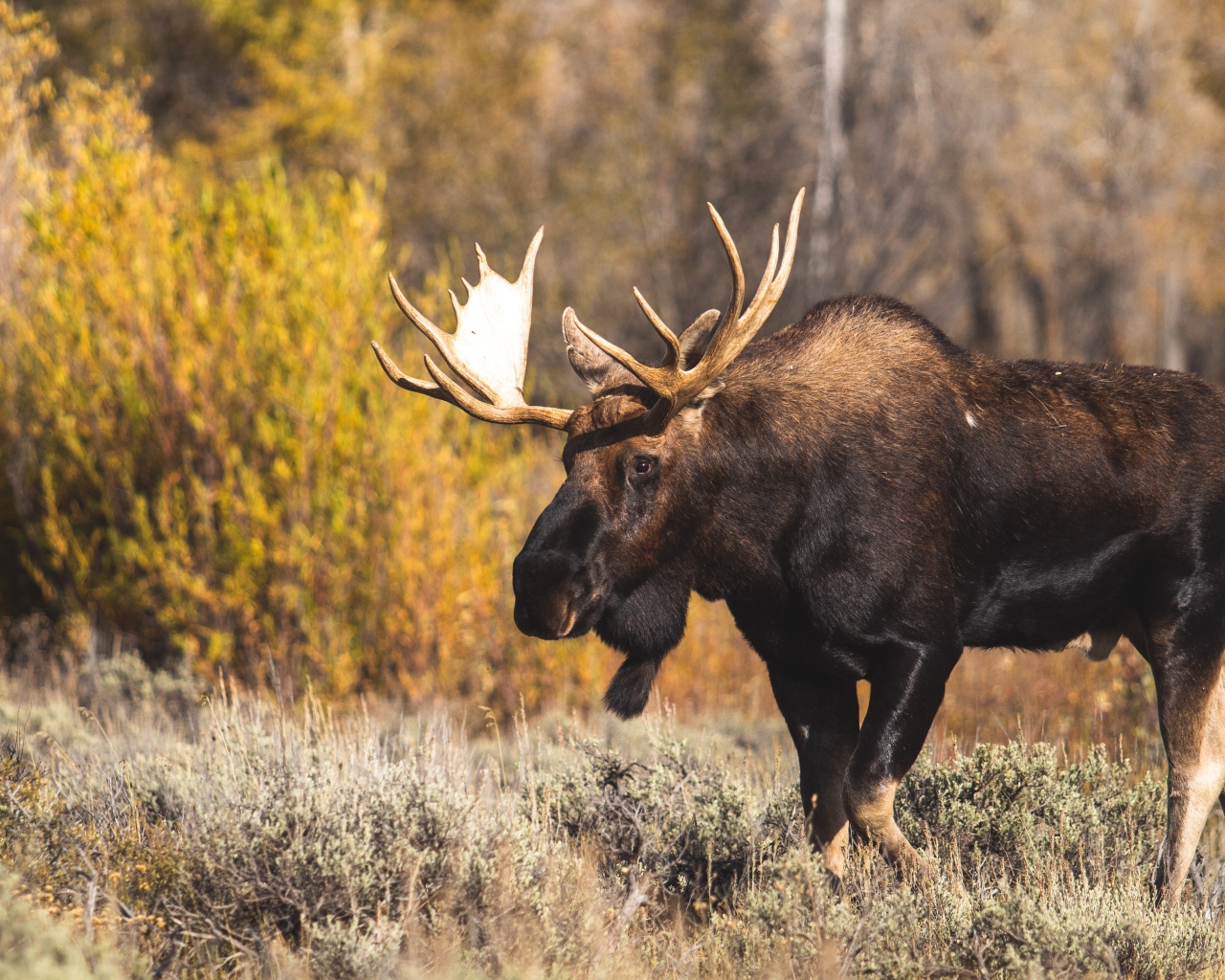 Лось с большими ветвистыми рогами в лесу 