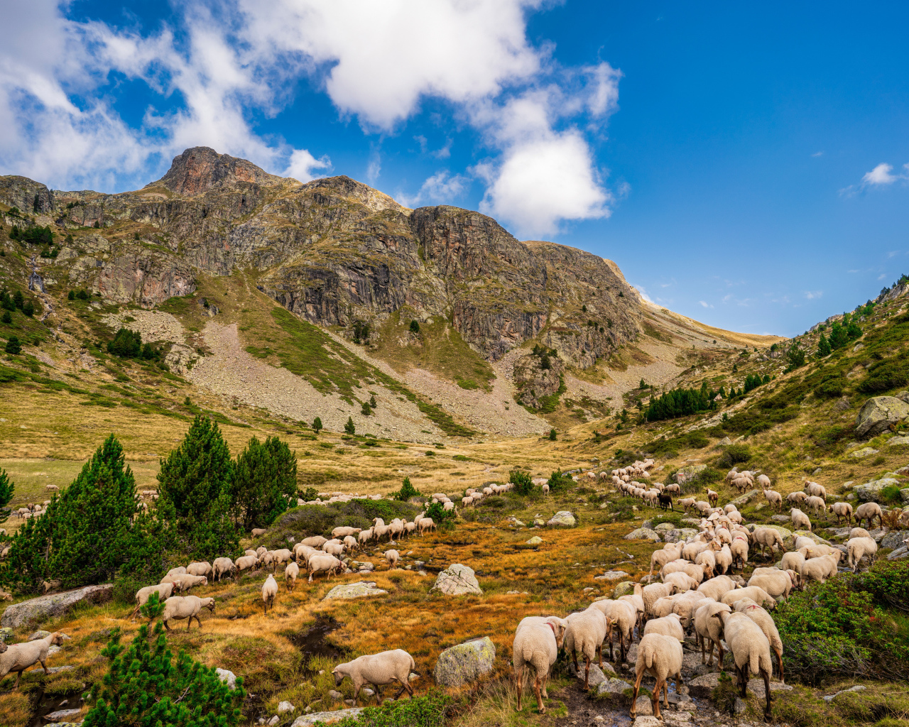 Стадо овец в горах под голубым небом