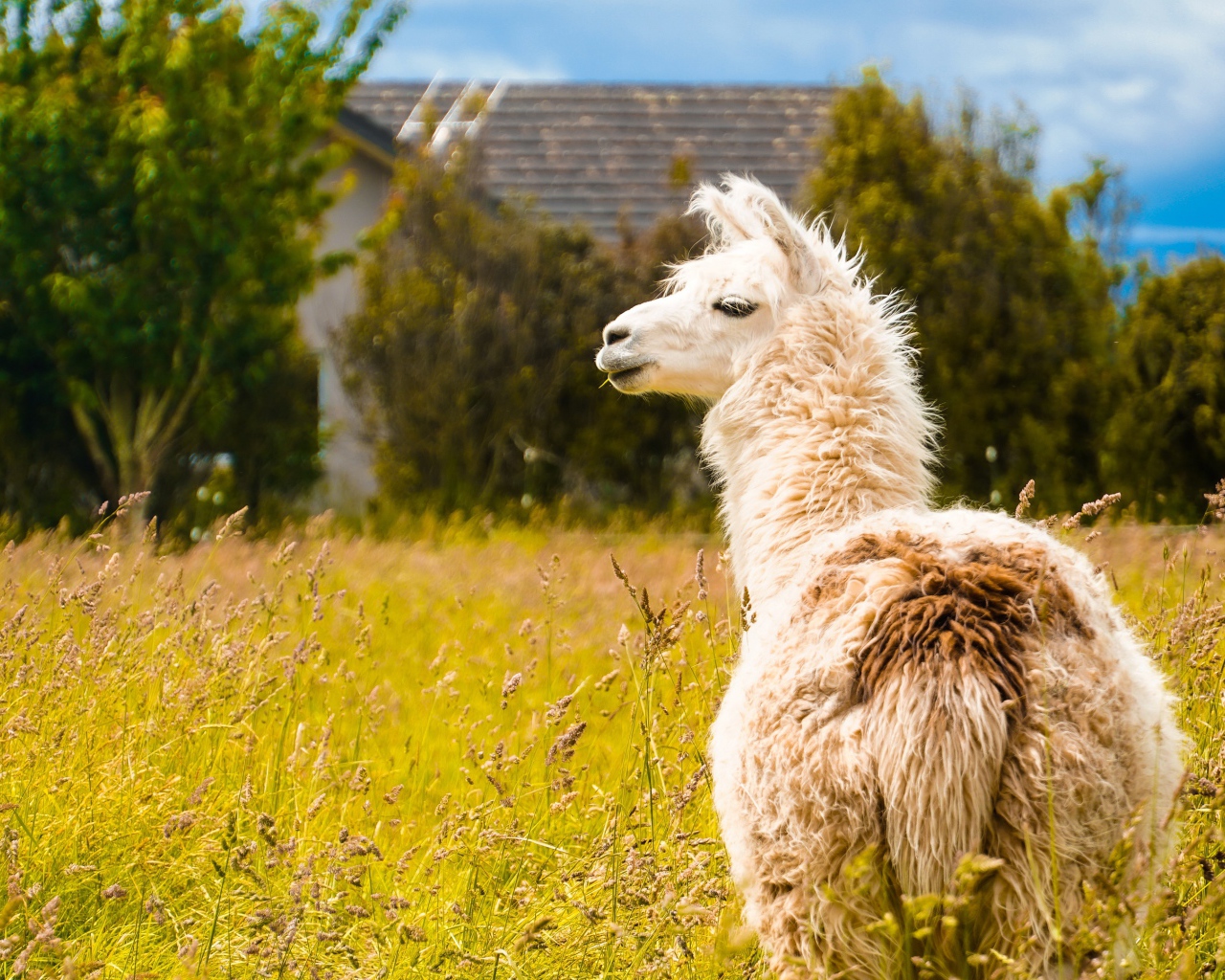 Пушистая лама пасется на зеленой траве