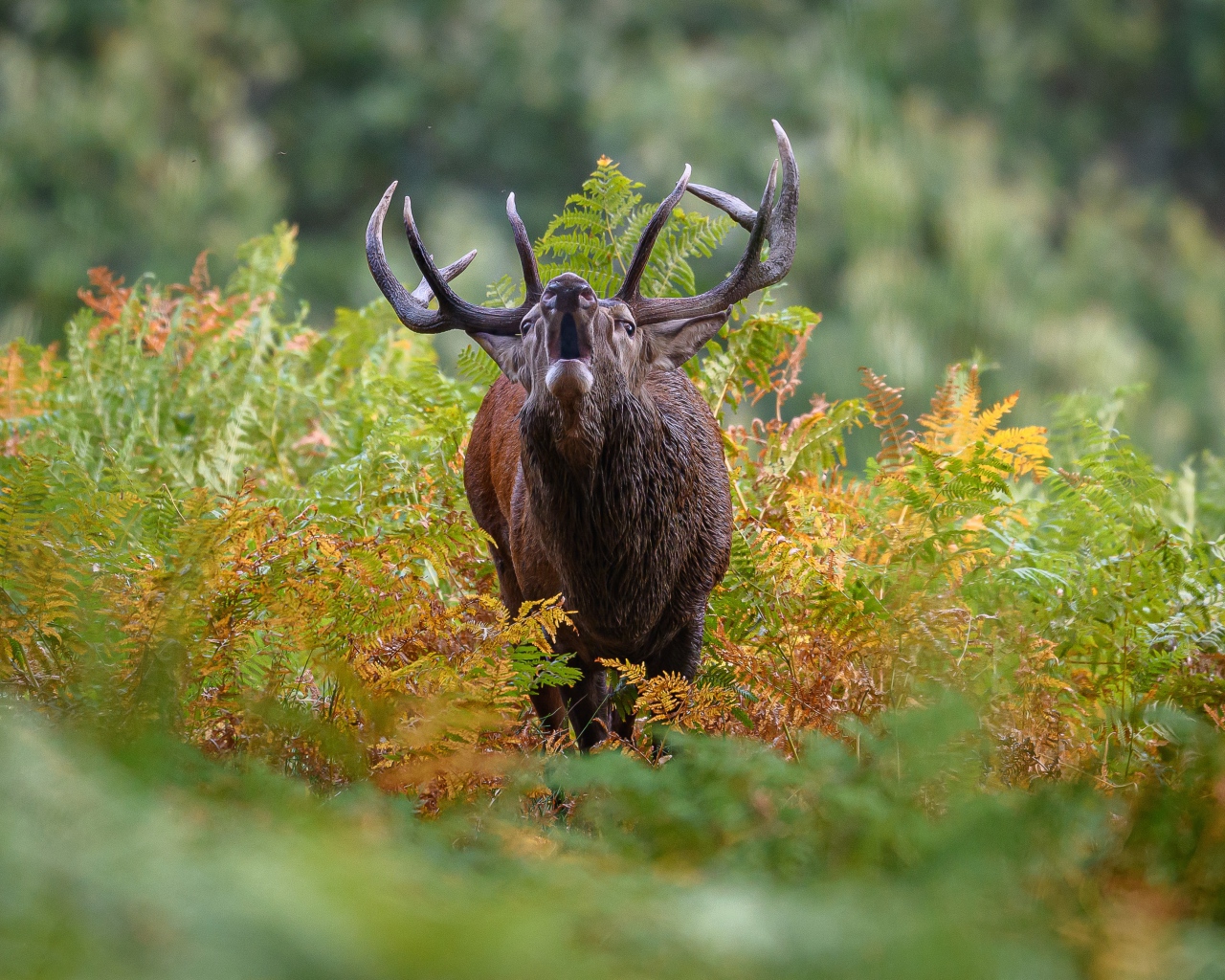 Лесной олень с большими рогами кричит в зарослях