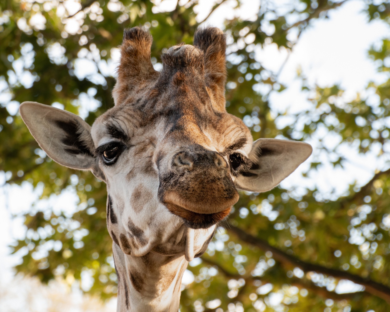 Голова жирафа крупным планом на фоне дерева