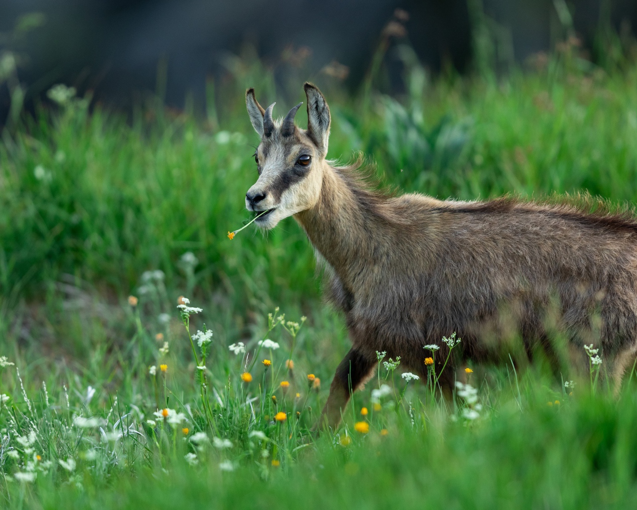 Коза пасется на зеленой траве