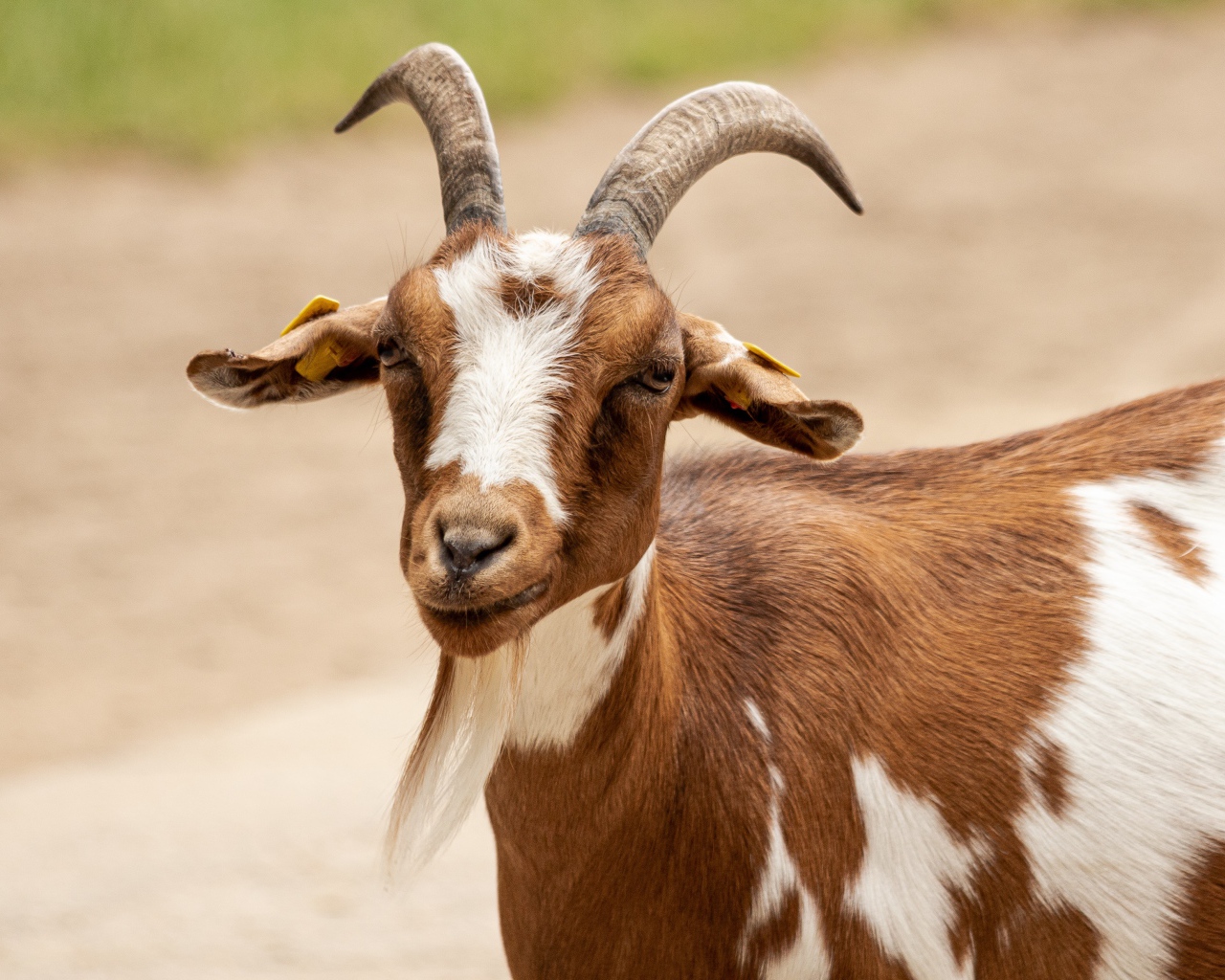 Козел с большими рогами 