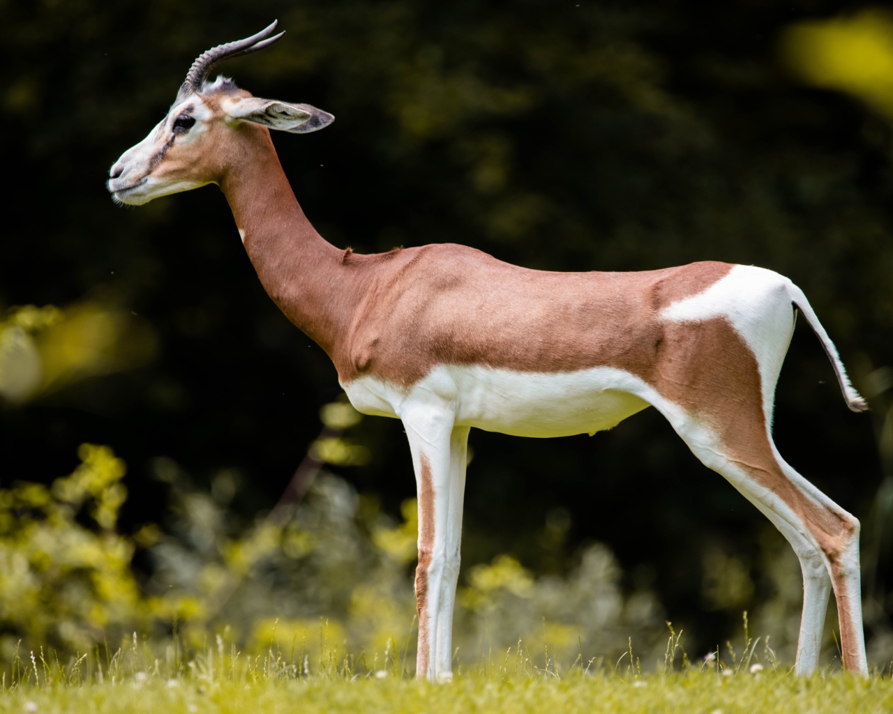 Грациозная газель на зеленой траве