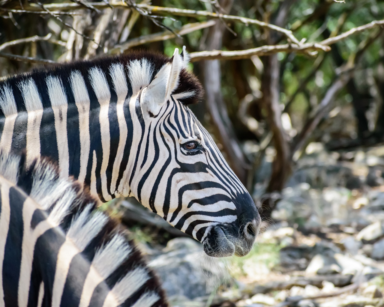 Голова полосатой зебры крупным планом 