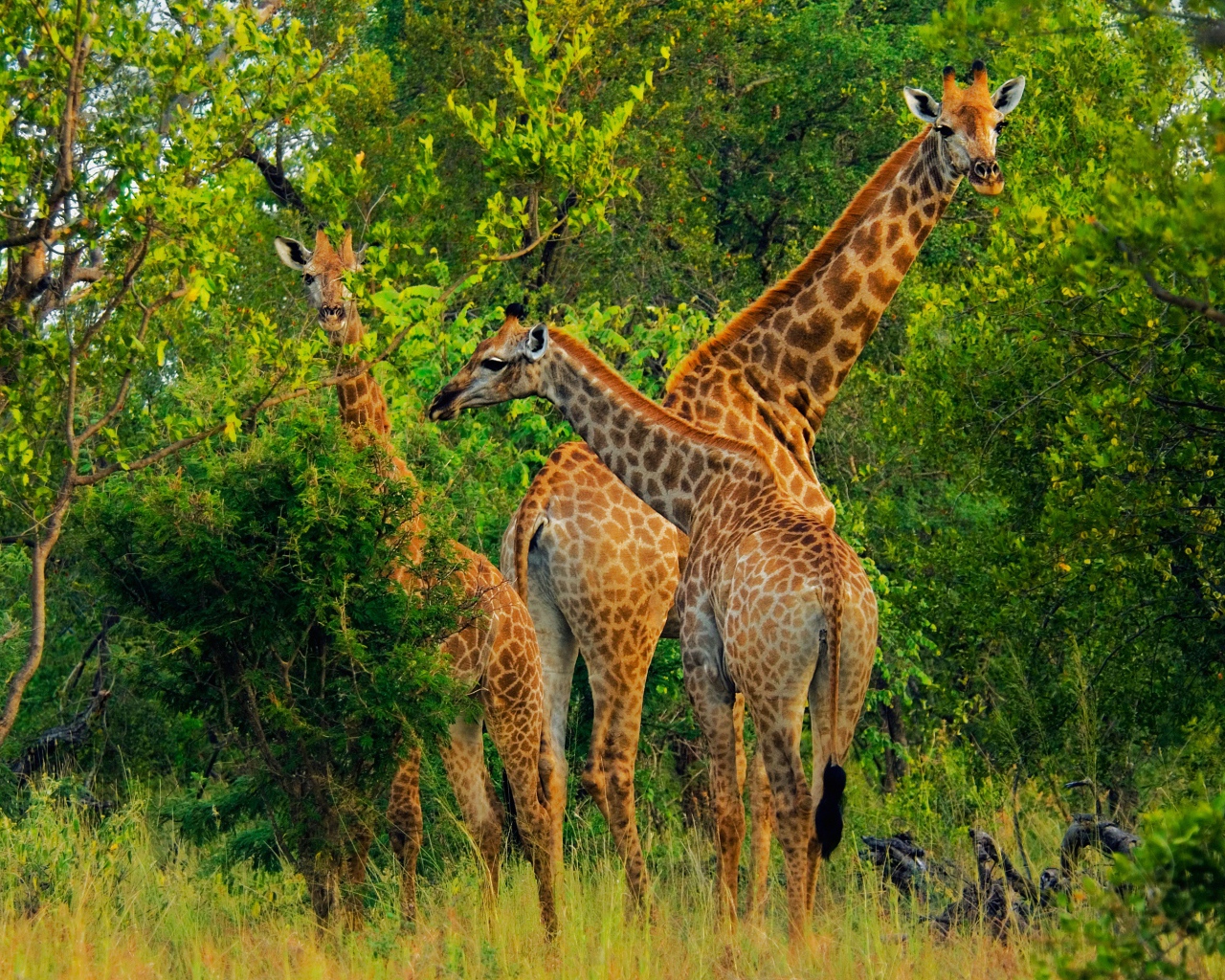 Большие жирафы срывают листву с деревьев 
