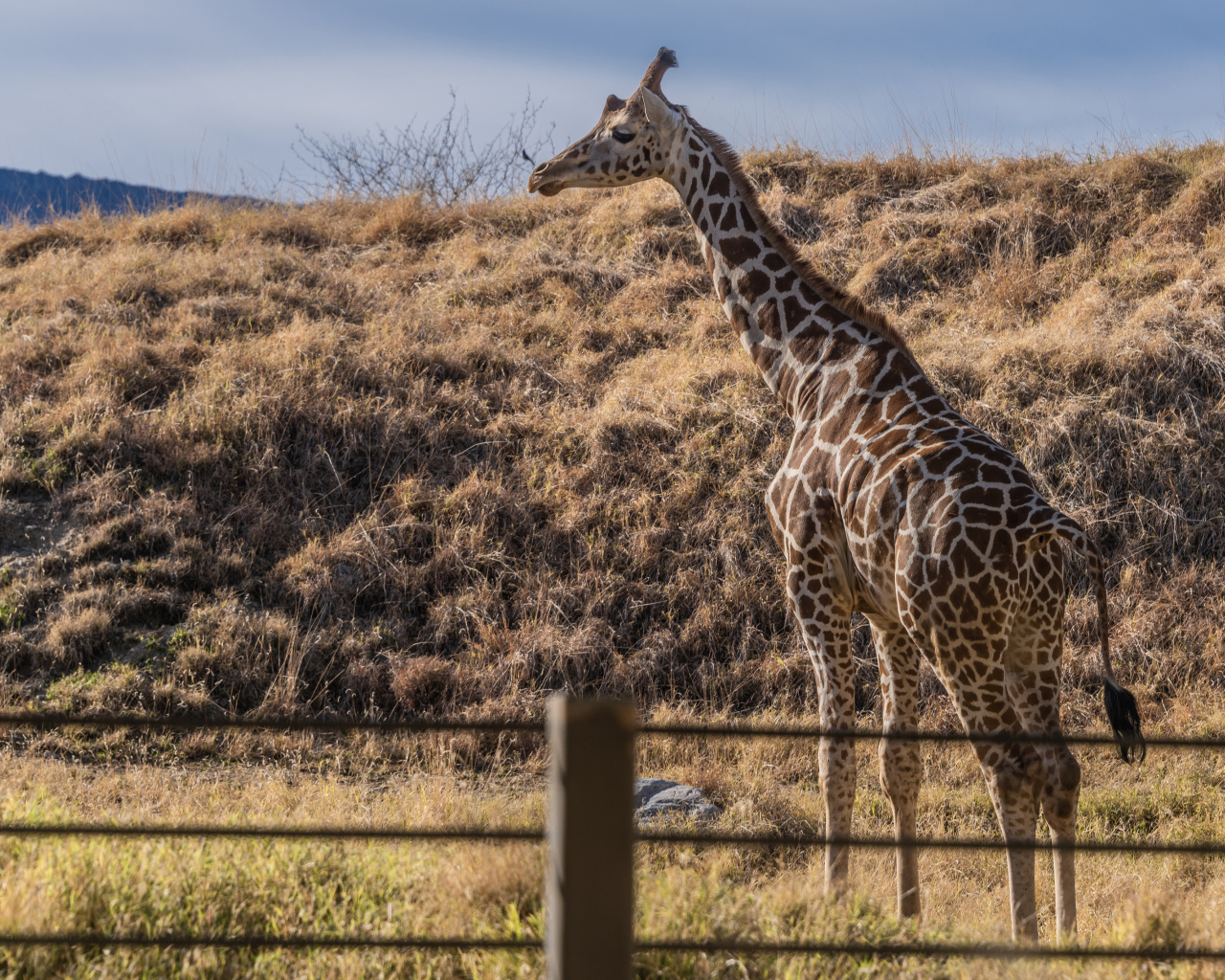 Большой пятнистый жираф на траве