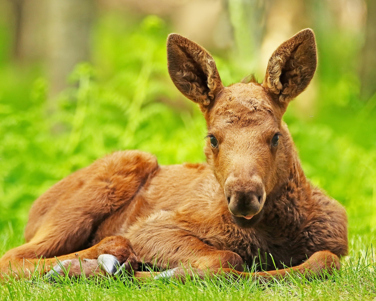 Маленький лосенок лежит на зеленой траве
