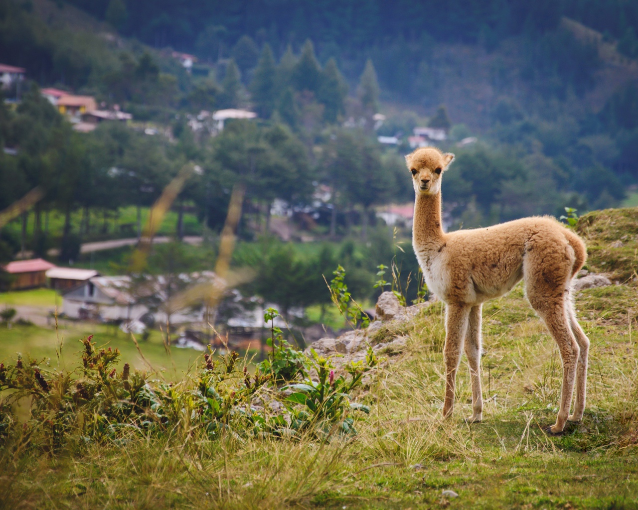 Little vicuna grazing on the grass