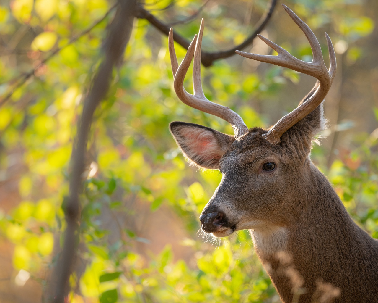 Олень с острыми рогами в лесу