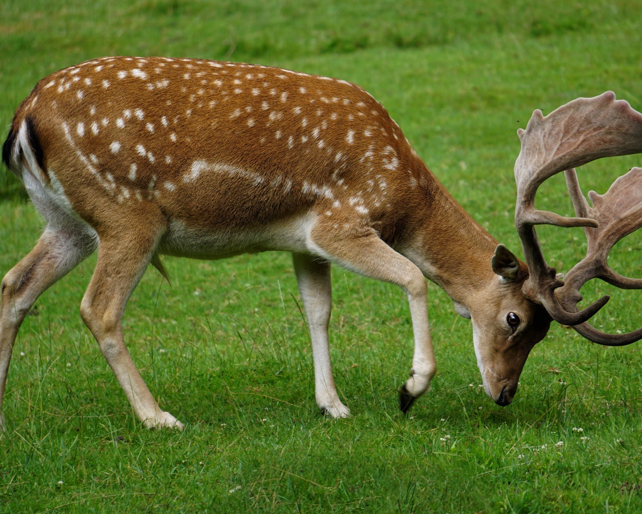 Пятнистый олень пасется на зеленой траве
