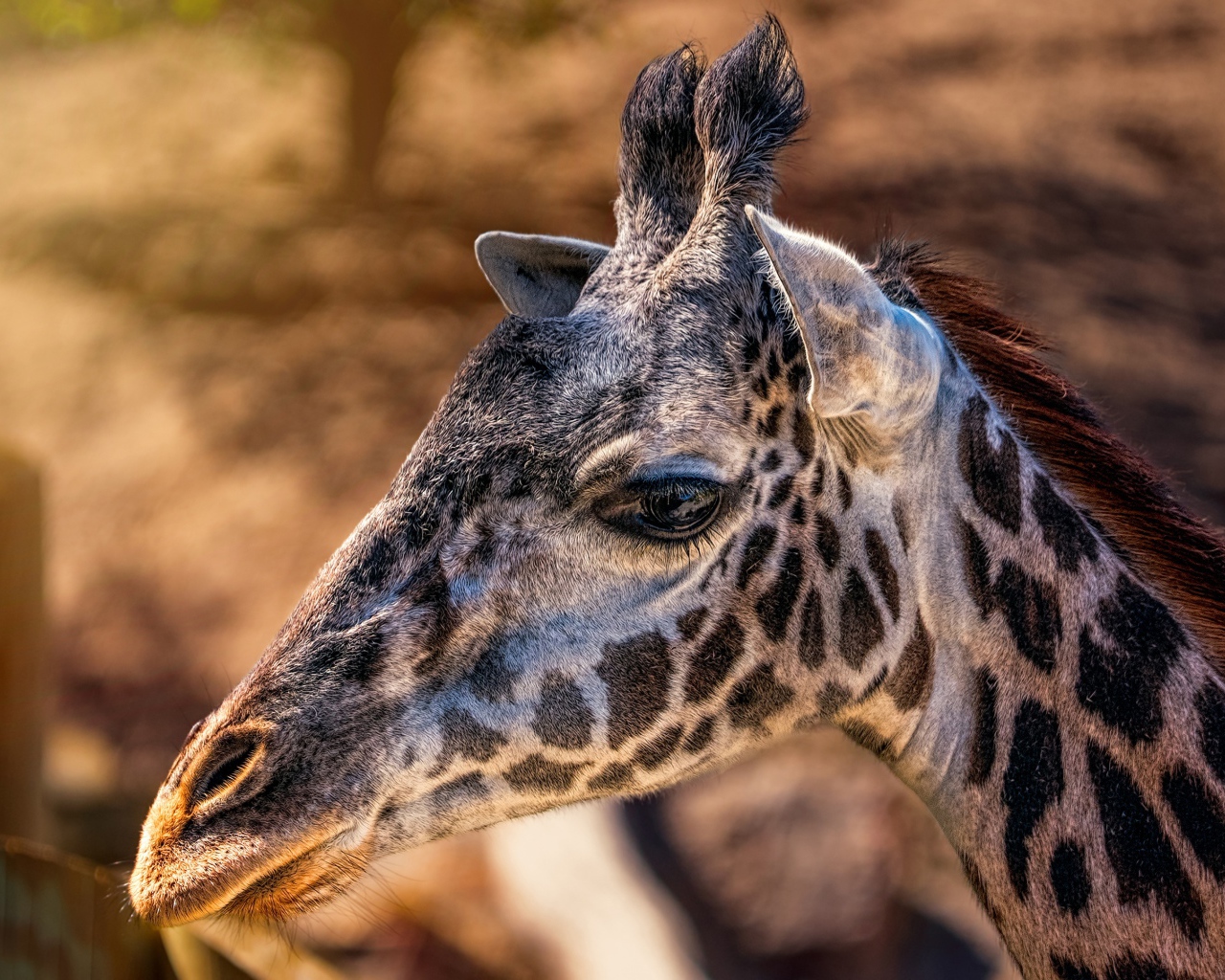 Голова пятнистого жирафа крупным планом