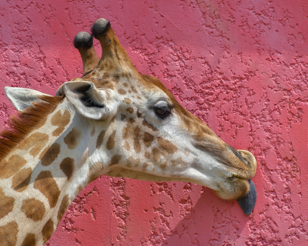 Пятнистый жираф облизывает розовую стену 