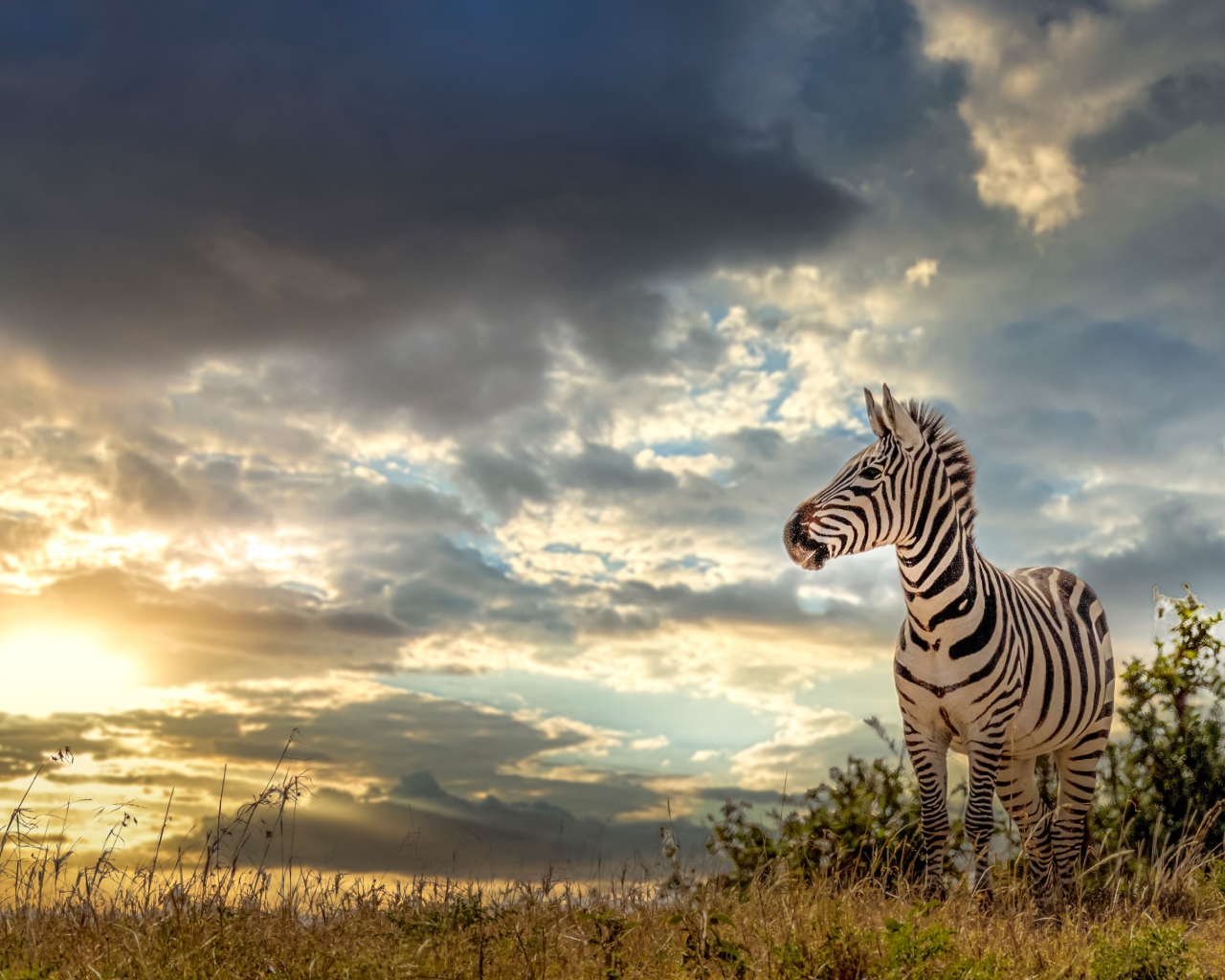 Полосатая зебра на фоне неба на закате