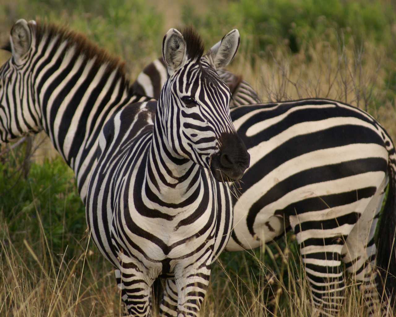 Полосатые зебры на траве 
