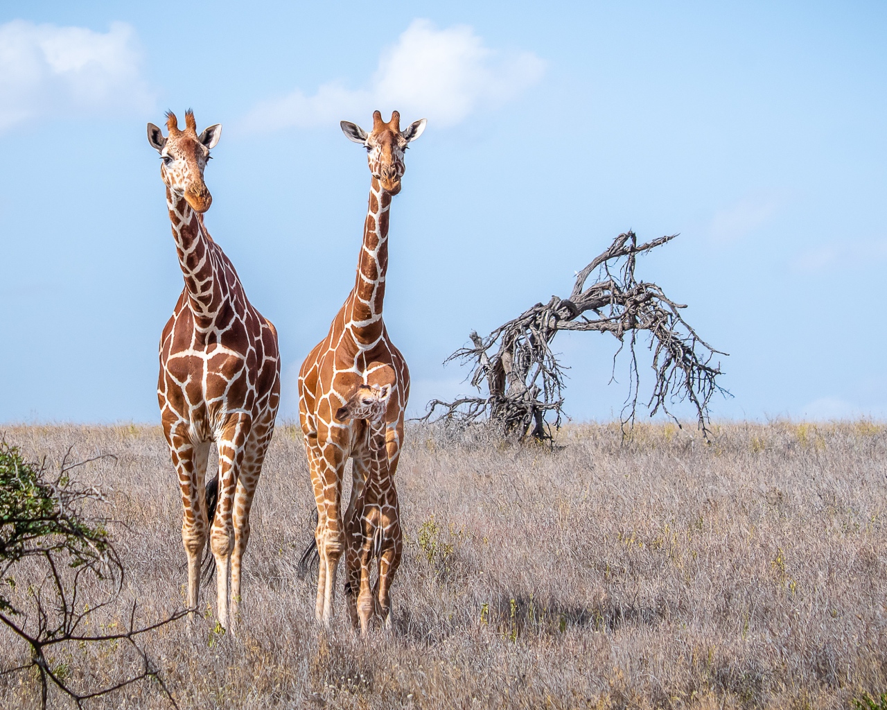 Два жирафа идут по сухой траве в саванне 