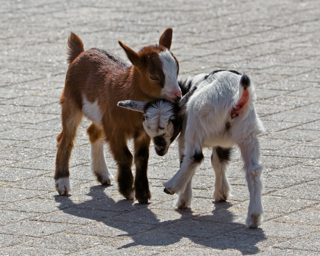 Два маленьких козленка играют
